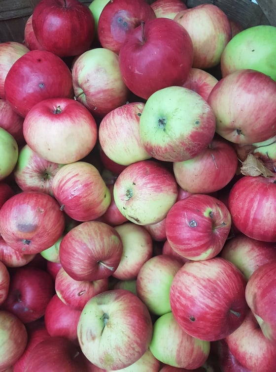 72457116_1118959031828100_7104777494233874432_n