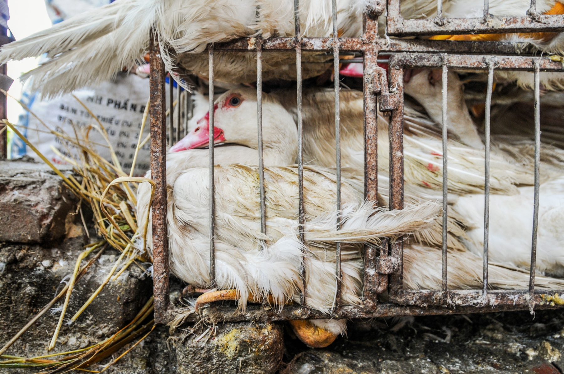 Ducks at a market. Vietnam, 2008.