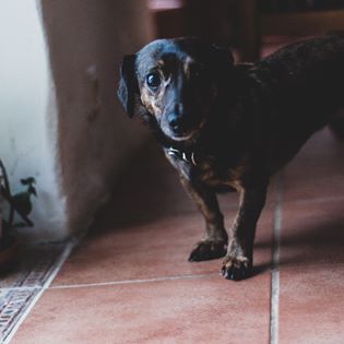 51861164_10215977001871825_3535862075886665728_o